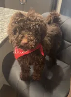 Chip, a male Goldendoodle for sale in Nashville, TN – 1 of 2