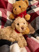 Tater, a male Goldendoodle for sale in Nashville, TN – 2 of 2
