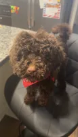 Chip, a male Goldendoodle for sale in Nashville, TN – 2 of 2