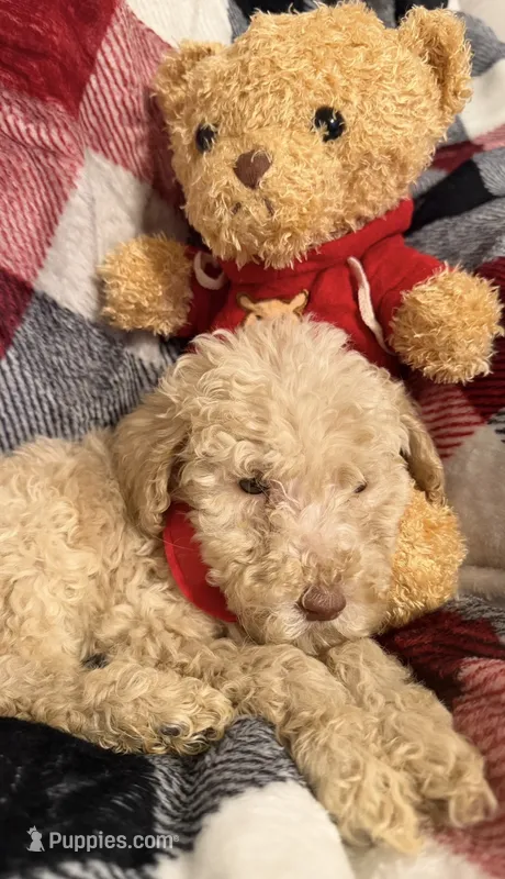 Tater – Goldendoodle puppy for sale in Nashville, TN