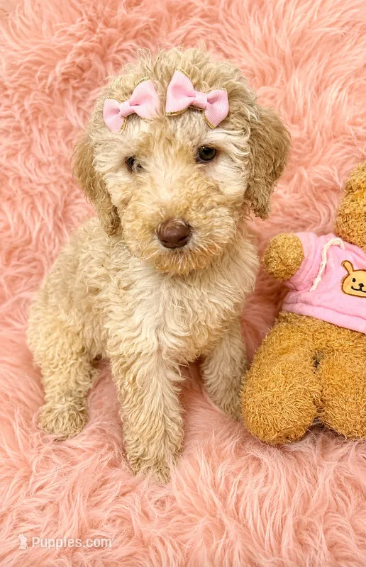 Cindy – Goldendoodle puppy for sale in Nashville, TN