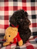 Phoenix, a male Goldendoodle for sale in Nashville, TN – 1 of 2