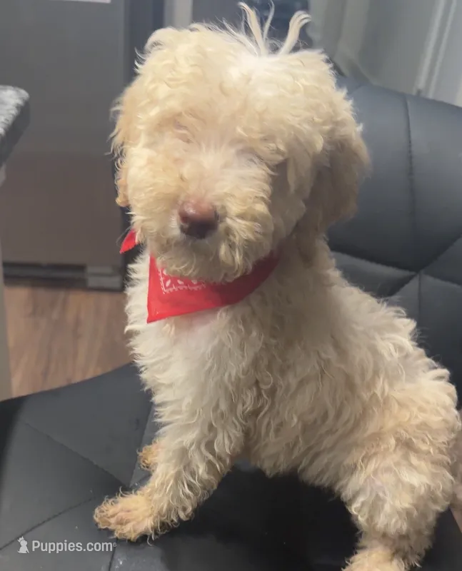 Tater – Goldendoodle puppy for sale in Nashville, TN