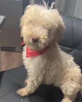 Tater, a male Goldendoodle for sale in Nashville, TN – 1 of 2