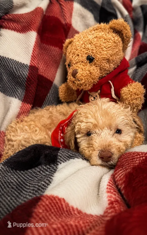 Tater – Goldendoodle puppy for sale in Nashville, TN