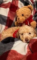 Tater, a male Goldendoodle for sale in Nashville, TN – 1 of 2