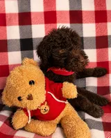 Phoenix, a male Goldendoodle for sale in Nashville, TN – 2 of 2