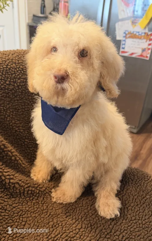 Tater – Goldendoodle puppy for sale in Nashville, TN