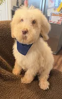 Casper, a male Goldendoodle for sale in Nashville, TN – 1 of 4