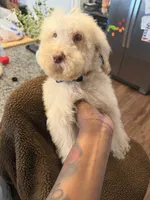 Casper, a male Goldendoodle for sale in Nashville, TN – 2 of 4