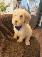 Casper, a male Goldendoodle for sale in Nashville, TN – 3 of 4