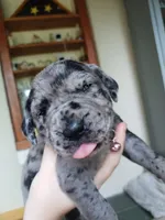 Pewee, a female Great Dane and English Mastiff for sale in Jackson, MI – 2 of 4