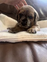 Cookie, a female Great Dane and English Mastiff for sale in Jackson, MI – 5 of 6