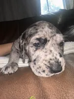 Pewee, a female Great Dane and English Mastiff for sale in Jackson, MI – 4 of 4