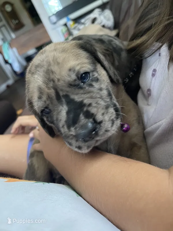 Cookie – Great Dane, English Mastiff puppy for sale in Jackson, MI