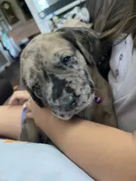 Cookie, a female Great Dane and English Mastiff for sale in Jackson, MI – 1 of 6