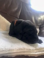 Hunter, a male Great Dane and English Mastiff for sale in Jackson, MI – 1 of 4
