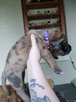 Cookie, a female Great Dane and English Mastiff for sale in Jackson, MI – 3 of 6