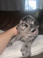 Pewee, a female Great Dane and English Mastiff for sale in Jackson, MI – 1 of 4