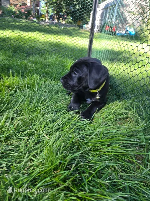 Baby Bear – Great Dane, English Mastiff puppy for sale in Jackson, MI
