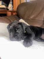 Baby Bear, a male Great Dane and English Mastiff for sale in Jackson, MI – 1 of 3