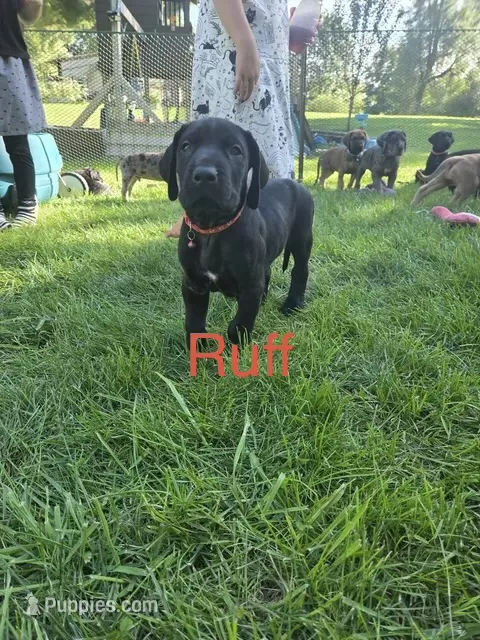 Ruff – Great Dane, English Mastiff puppy for sale in Jackson, MI