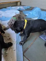 Baby Bear, a male Great Dane and English Mastiff for sale in Jackson, MI – 3 of 3