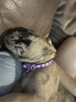Cookie, a female Great Dane and English Mastiff for sale in Jackson, MI – 6 of 6