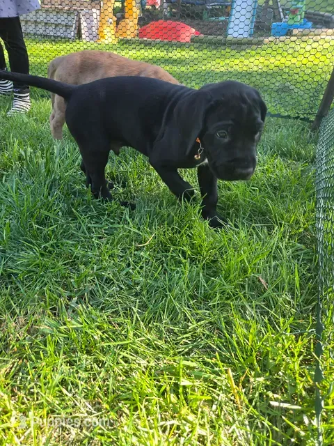 Hunter – Great Dane, English Mastiff puppy for sale in Jackson, MI