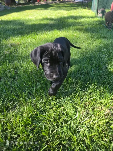 Rainbow – Great Dane, English Mastiff puppy for sale in Jackson, MI