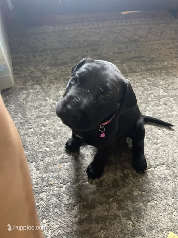Rainbow – Great Dane, English Mastiff puppy for sale in Jackson, MI