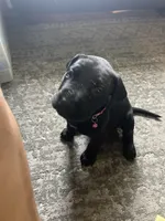 Rainbow, a female Great Dane and English Mastiff for sale in Jackson, MI – 1 of 1