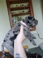 Pewee, a female Great Dane and English Mastiff for sale in Jackson, MI – 3 of 4