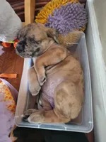 Cookie, a female Great Dane and English Mastiff for sale in Jackson, MI – 2 of 6