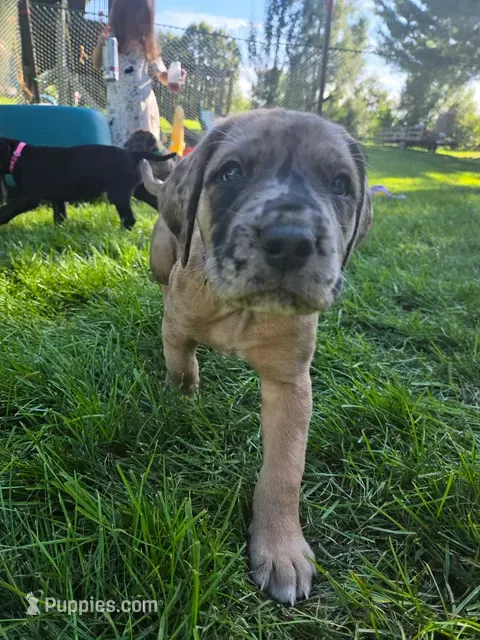 Cookie – Great Dane, English Mastiff puppy for sale in Jackson, MI