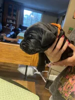 Hunter, a male Great Dane and English Mastiff for sale in Jackson, MI – 2 of 4