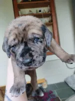 Cookie, a female Great Dane and English Mastiff for sale in Jackson, MI – 4 of 6