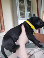 Baby Bear, a male Great Dane and English Mastiff for sale in Jackson, MI – 2 of 3