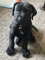 Ruff, a male Great Dane and English Mastiff for sale in Jackson, MI – 3 of 3