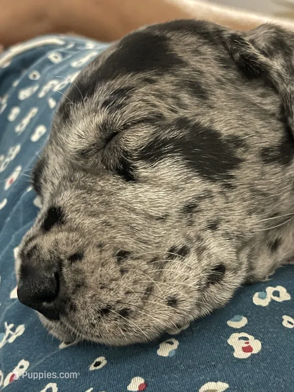 Pewee – Great Dane, English Mastiff puppy for sale in Jackson, MI