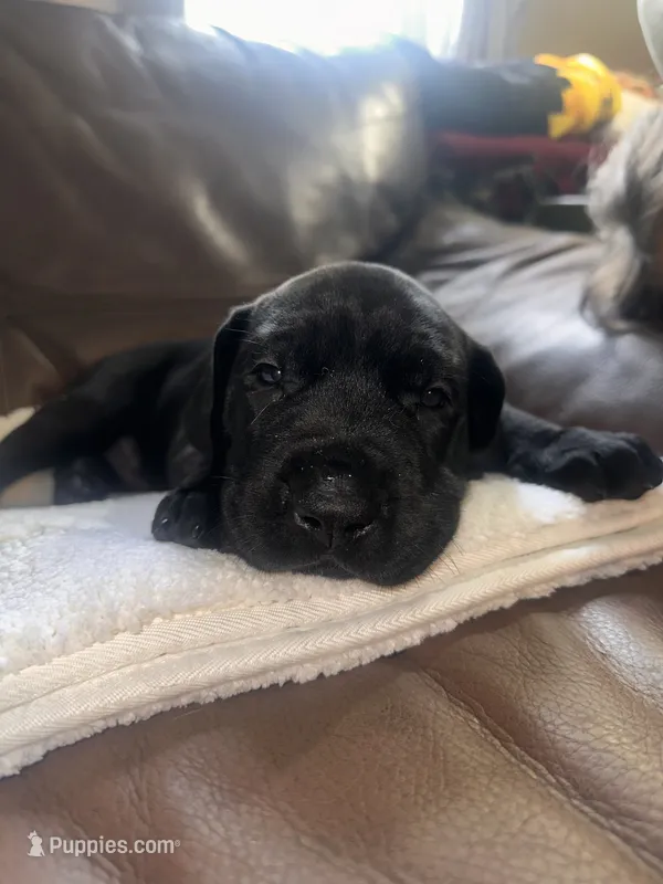 Ruff – Great Dane, English Mastiff puppy for sale in Jackson, MI