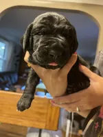 Hunter, a male Great Dane and English Mastiff for sale in Jackson, MI – 4 of 4