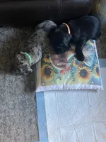 Hunter, a male Great Dane and English Mastiff for sale in Jackson, MI – 3 of 4