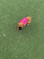 Lola, a female Boxer for sale in Pharr, TX – 3 of 6