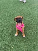 Lola, a female Boxer for sale in Pharr, TX – 6 of 6