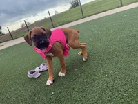 Lola, a female Boxer for sale in Pharr, TX – 2 of 6
