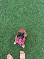 Lola, a female Boxer for sale in Pharr, TX – 5 of 6