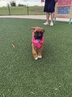 Lola, a female Boxer for sale in Pharr, TX – 4 of 6