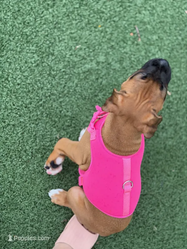 Lola – Boxer puppy for sale in Pharr, TX