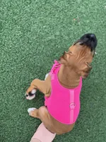 Lola, a female Boxer for sale in Pharr, TX – 1 of 6